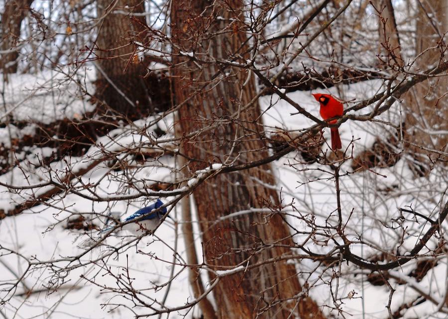 Nature Photograph - Curious Cardinal by Peggy King