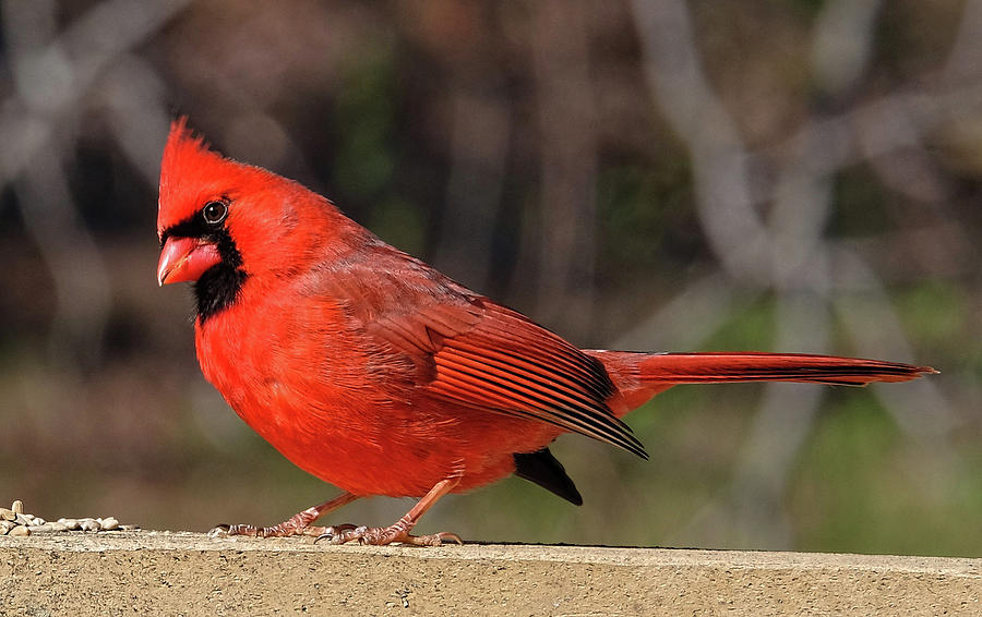 Curious Cardinal Photograph by Ronda Ryan