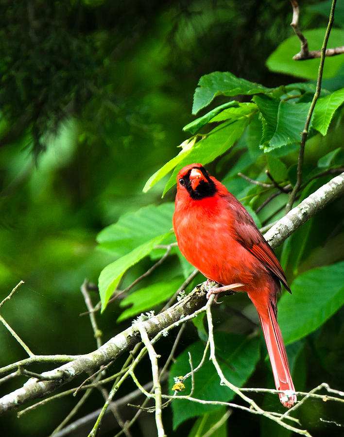 Curious Cardinal Photograph by Steve Marler