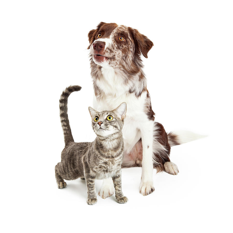Animal Photograph - Curious Cat and Dog Looking Up by Good Focused
