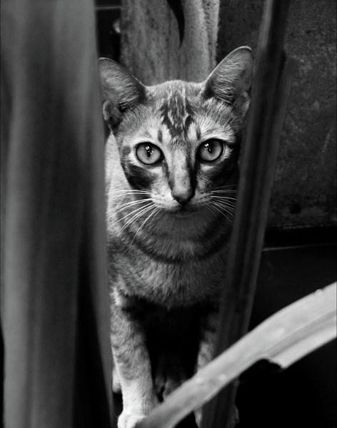 Curious cat Photograph by Duncan Davies