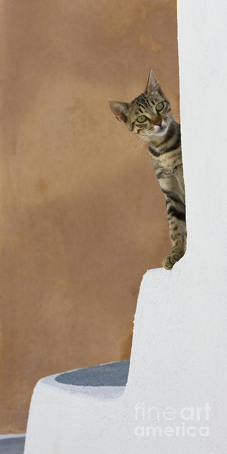 Curious Cat Photograph by Jean-Louis Klein & Marie-Luce Hubert