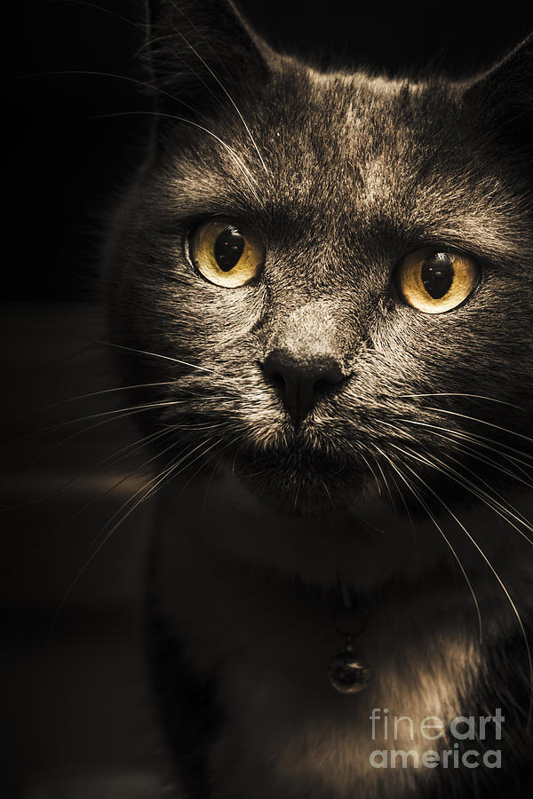Curious cat watching from the shadows Photograph by Jorgo Photography