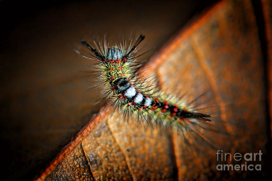 Curious Caterpillar Photograph by Kasia Bitner