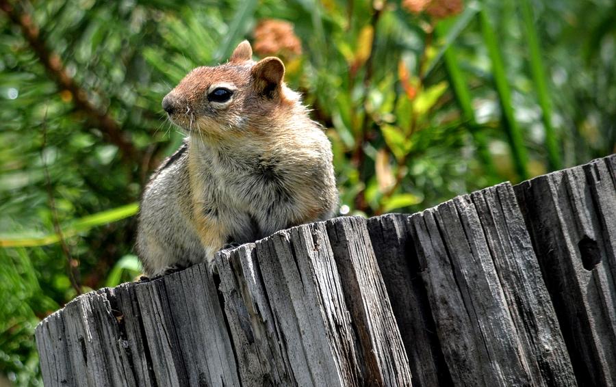 Curious Chipmunk Photograph by AJ Schibig