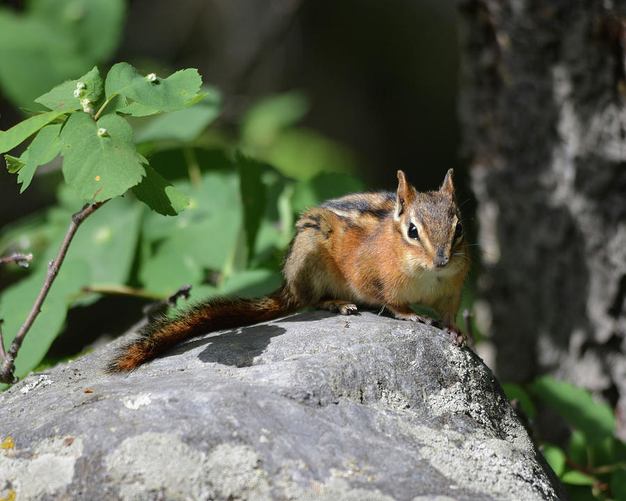 Curious Chipmunk Photograph by Whispering Peaks Photography