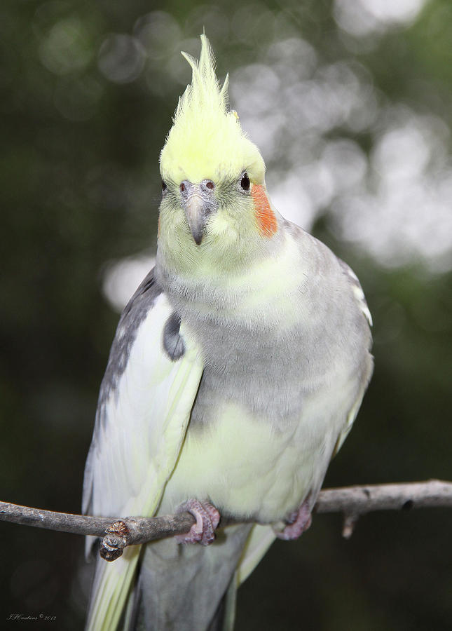 Curious Cockatiel Photograph by Inspirational Photo Creations Audrey ...