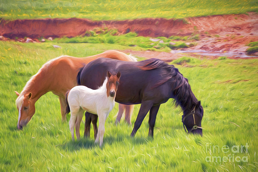 Curious Colt And Mares Digital Art by Sharon McConnell
