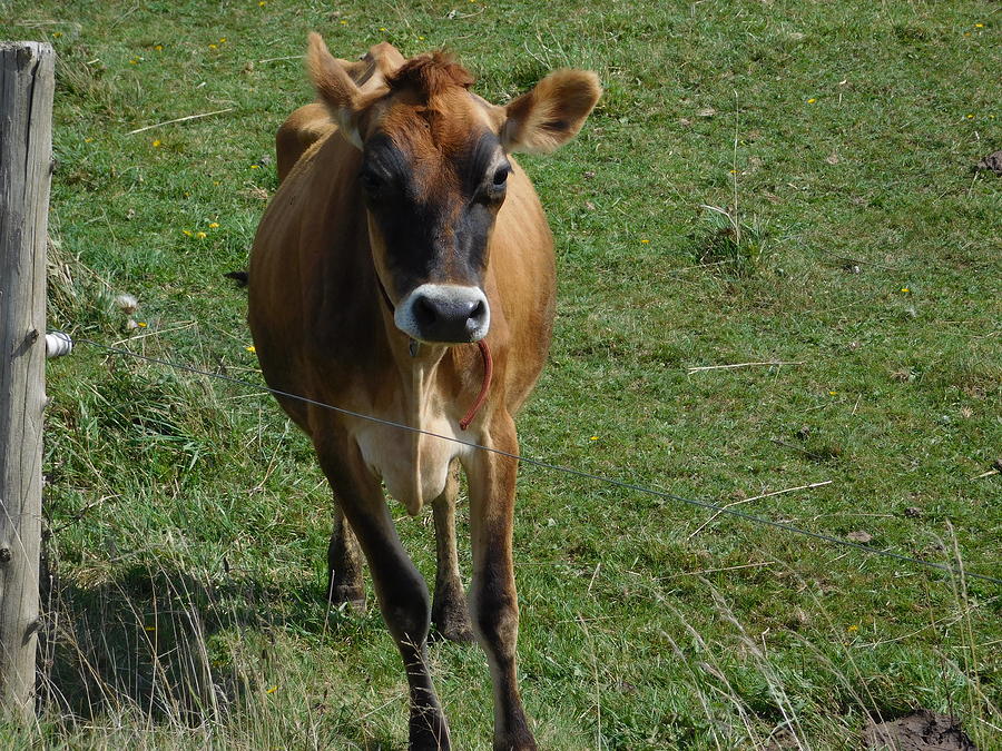 Curious Cow Photograph by Catherine Gagne