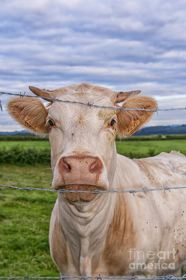 Cow Photograph - Curious cow by Patricia Hofmeester