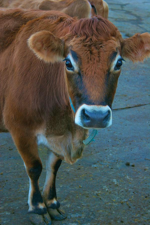 Curious Cow Photograph by Polly Castor