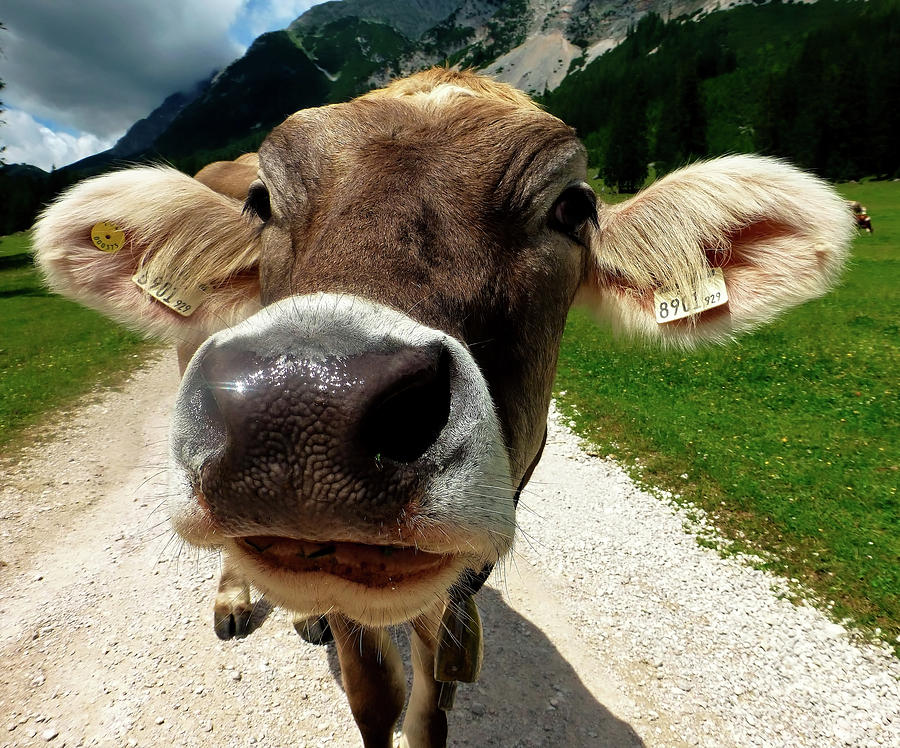 Mountain Photograph - Curious Cow #1 by Mountain Dreams