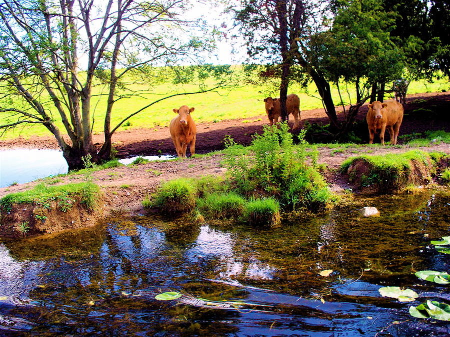 Curious Cows on the Royal Canal Photograph by Kenlynn Schroeder