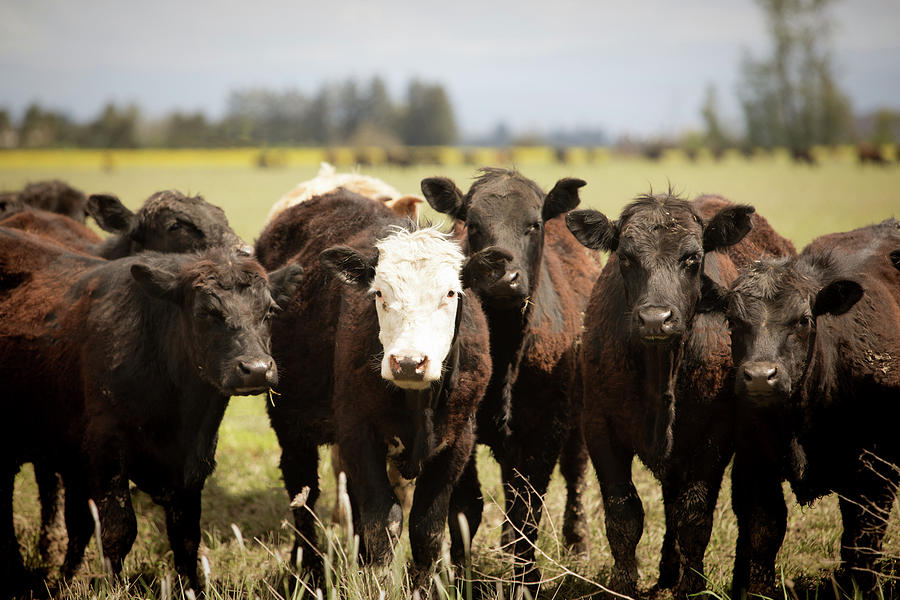 Curious Cows Photograph by Rebecca Cozart