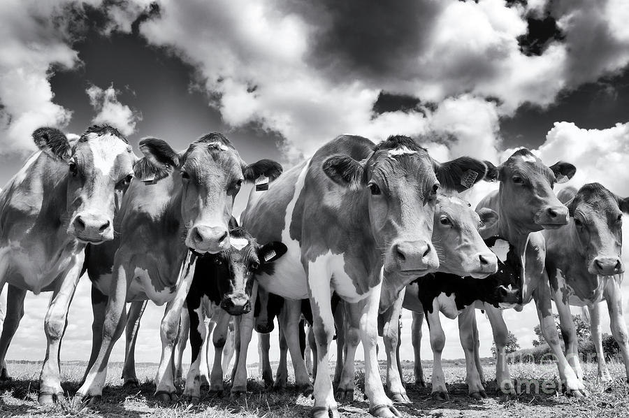 Cow Photograph - Curious Cows by Tim Gainey