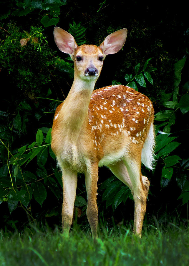 Deer Photograph - Curious by Craig Bohnert