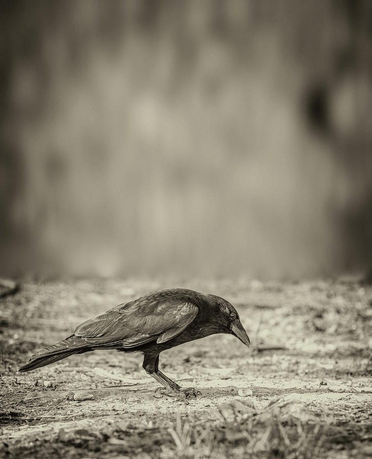 Curious Crow Photograph by Bob Orsillo
