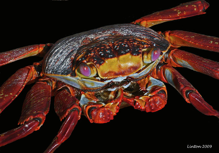 Curious Crustacean Photograph by Larry Linton
