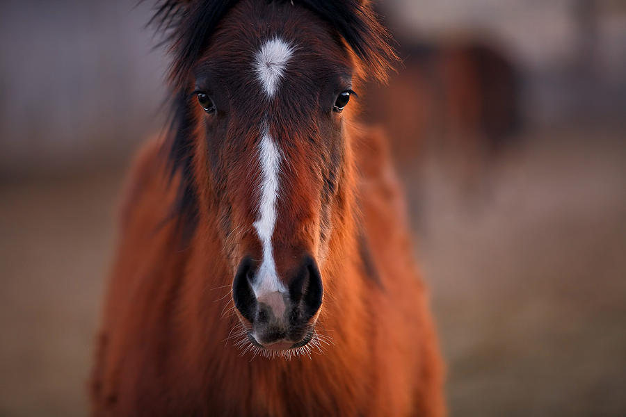Horse Photograph - Curious by Deborah Johnson Horse Photograph - Curious by Deborah Johnson