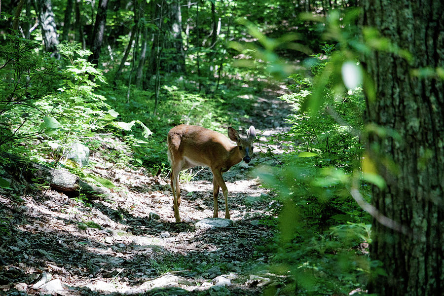 Curious Deer 2 Photograph by Natural Vista Photography - Matt Sexton