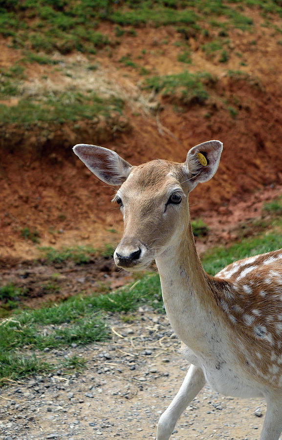 Curious Deer Photograph by Karen Harrison Brown