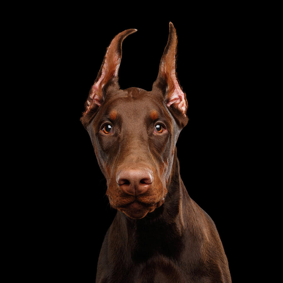 Dog Photograph - Curious Doberman by Sergey Taran