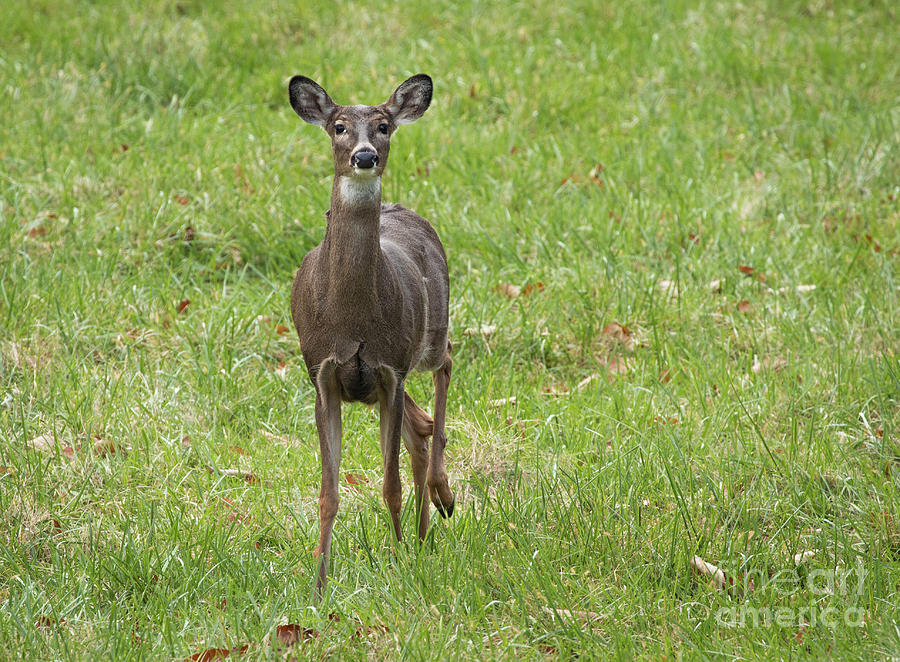 Curious Doe Deer Photograph