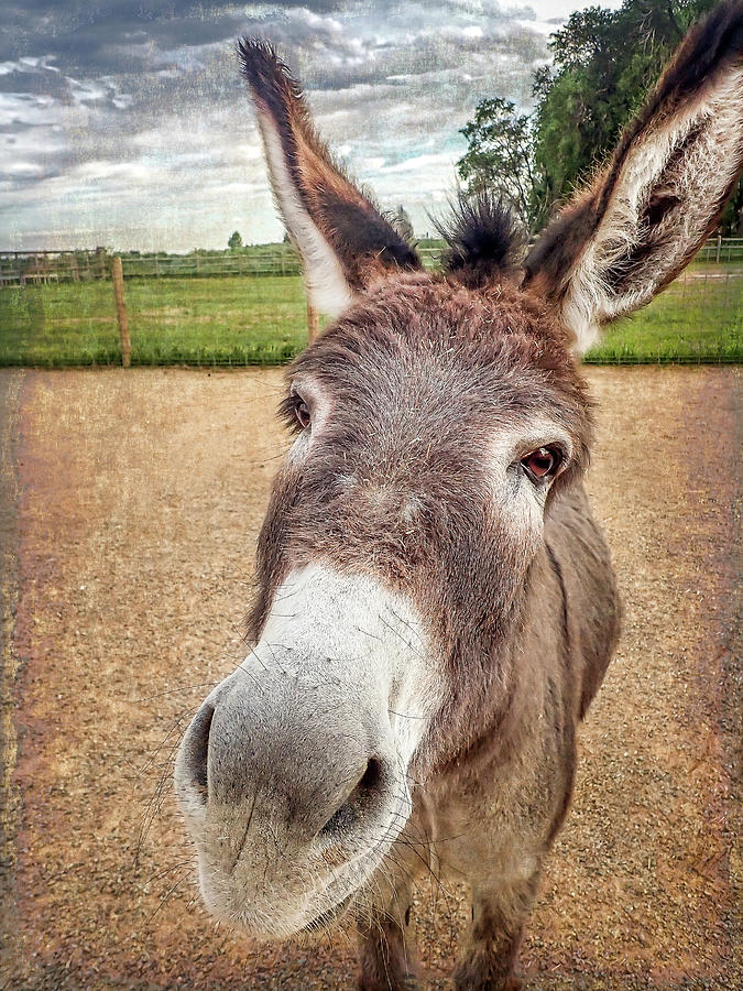 Curious Donkey Photograph by Jennifer Grossnickle