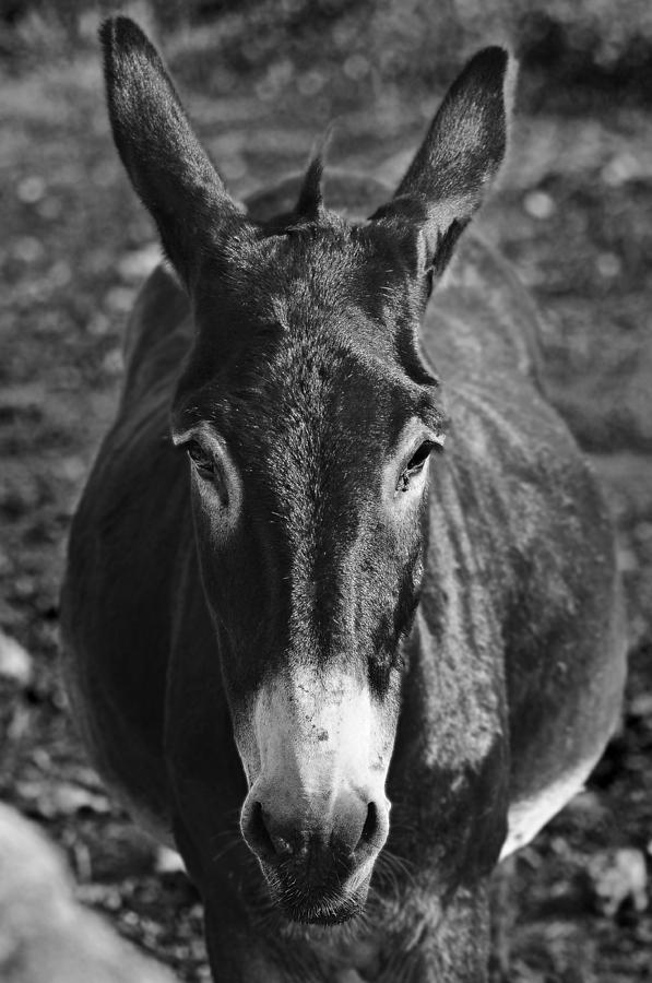 Curious donkey Photograph by Pedro Cardona Llambias