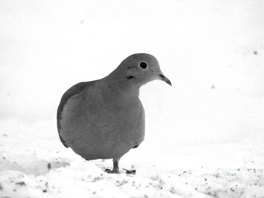 Curious Dove Photograph by Corinne Elizabeth Cowherd