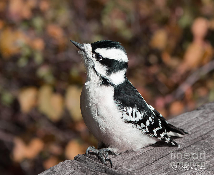 Curious Downy Woodpecker Photograph by Barbara McMahon