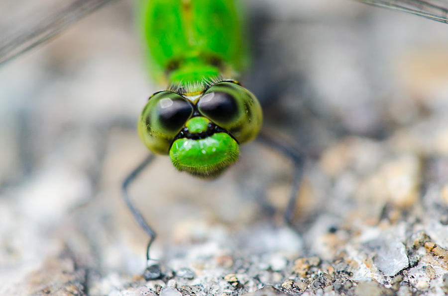 Curious dragonfly Photograph by Linda Howes