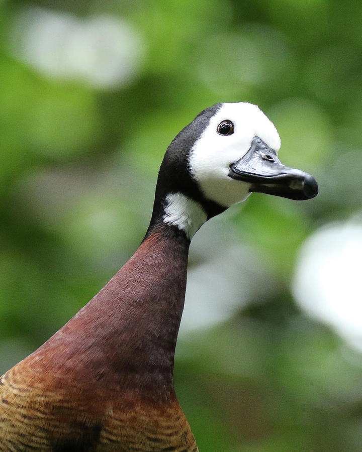 Curious White Face Whistling Duck Photograph by Arvin Miner