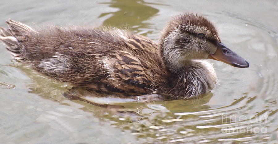 Curious Duckling Photograph by Vivian Martin