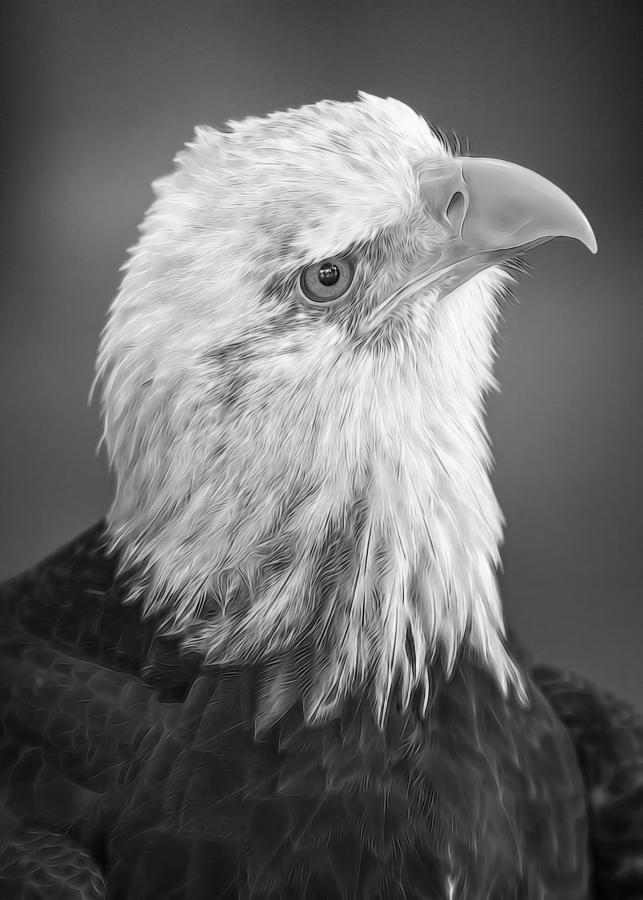 Curious Eagle Photograph by Bill and Linda Tiepelman