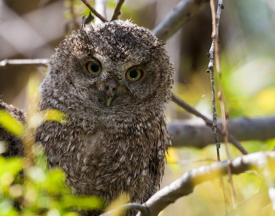 Curious Eastern Screech Owlet #2 Photograph by Mindy Musick King