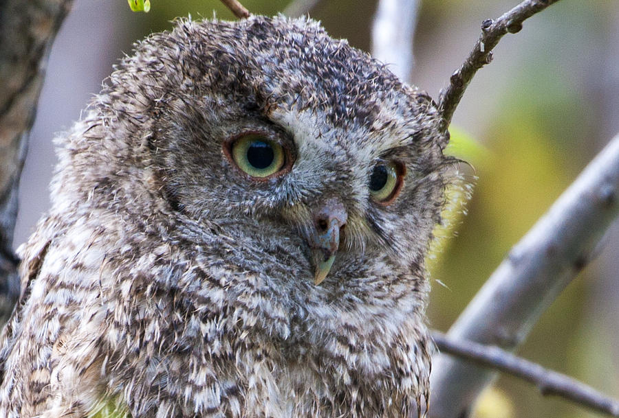 Curious Eastern Screech Owlet Photograph by Mindy Musick King