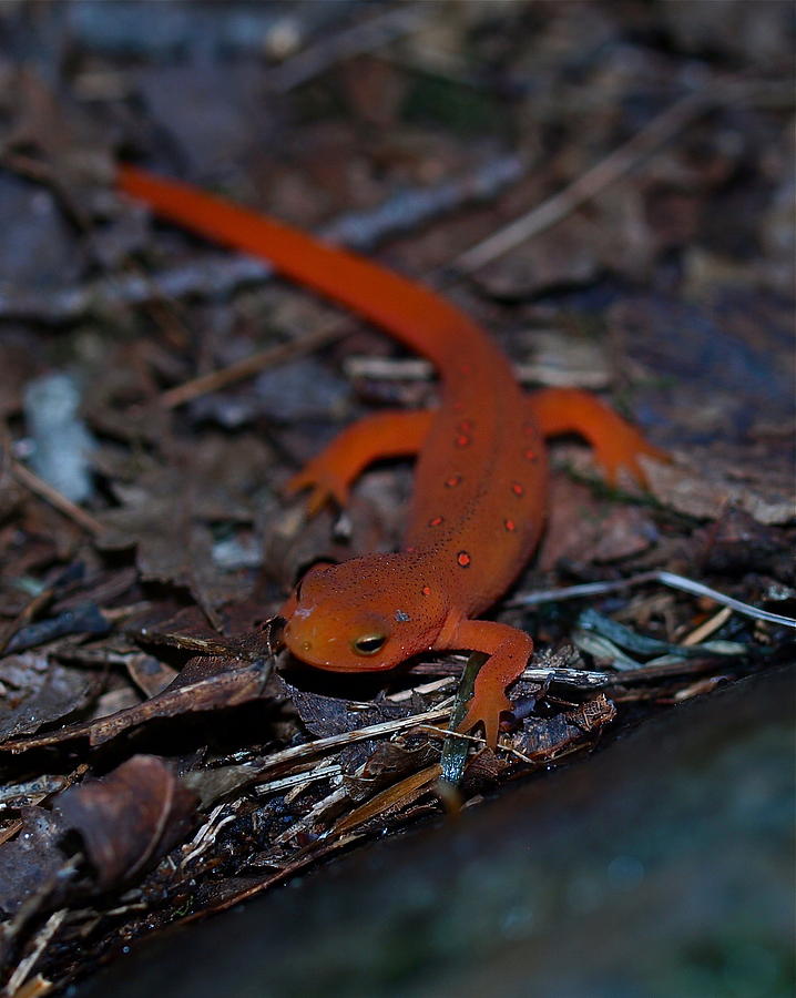 Reptile Photograph - Curious Eft by Peter Gray