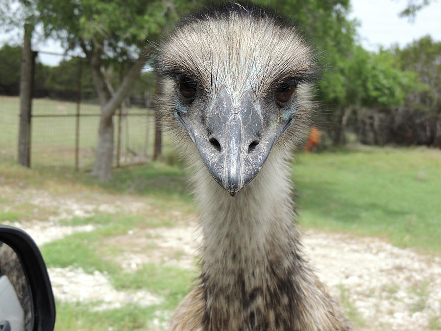 Curious Emu at Fossil Rim Photograph by Jayne Wilson