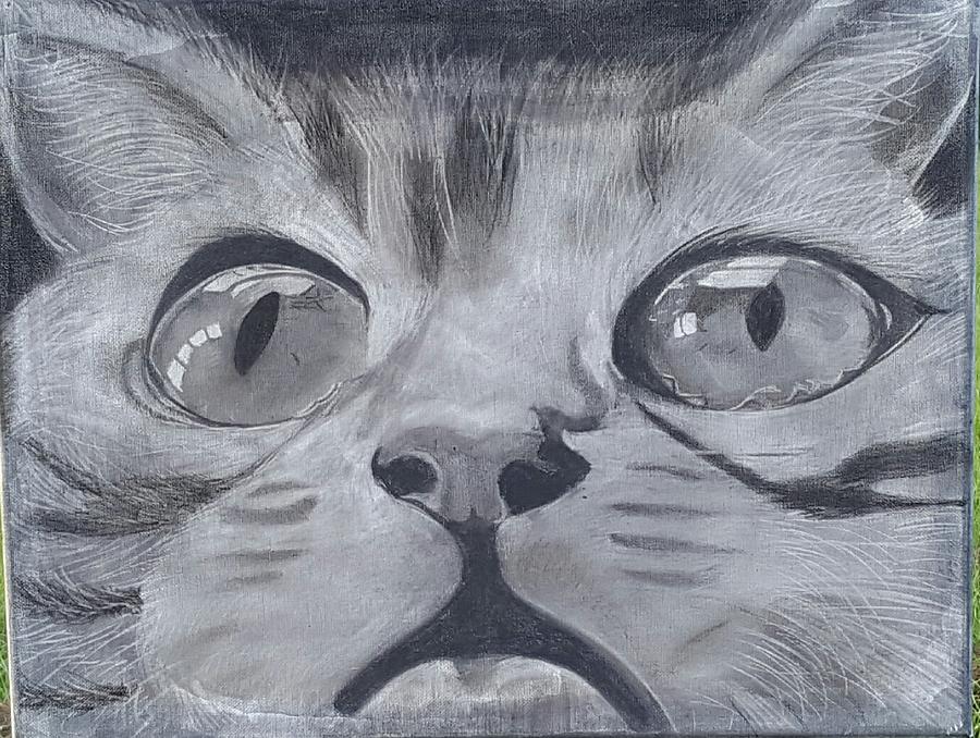 Cat Drawing - Curious Eyes by Tana Coleman