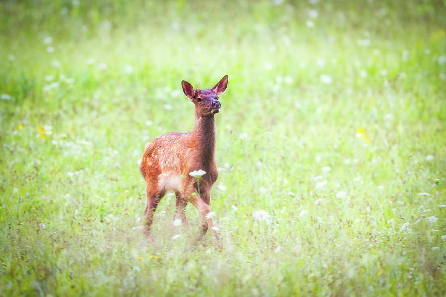 Curious Fawn Photograph by Todd Ryburn