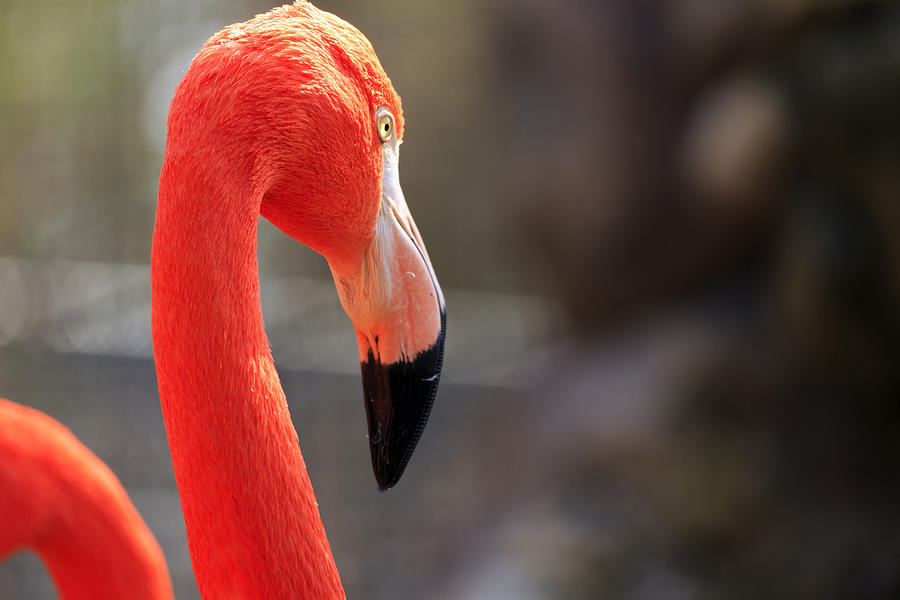 Curious Flamingo Photograph by Travis Rogers