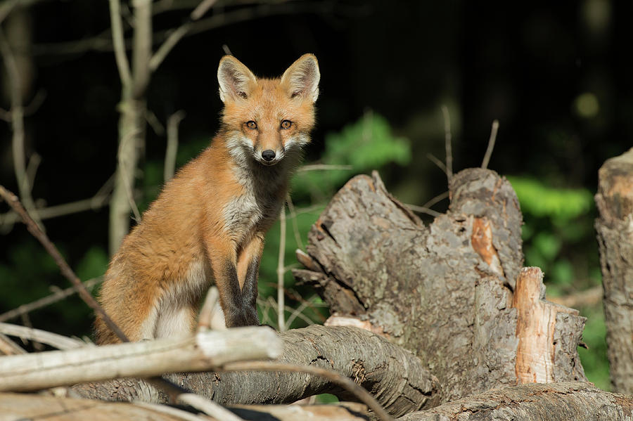 Curious Fox Photograph by Everet Regal