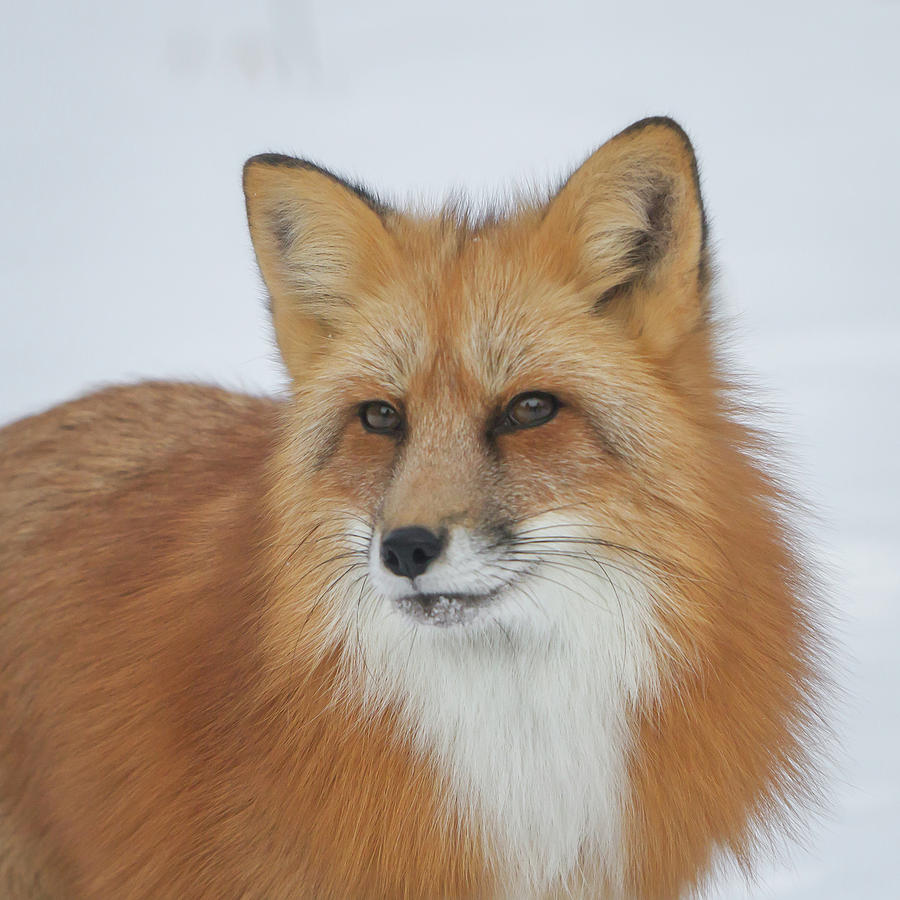 Curious Fox Photograph By Jack Bell