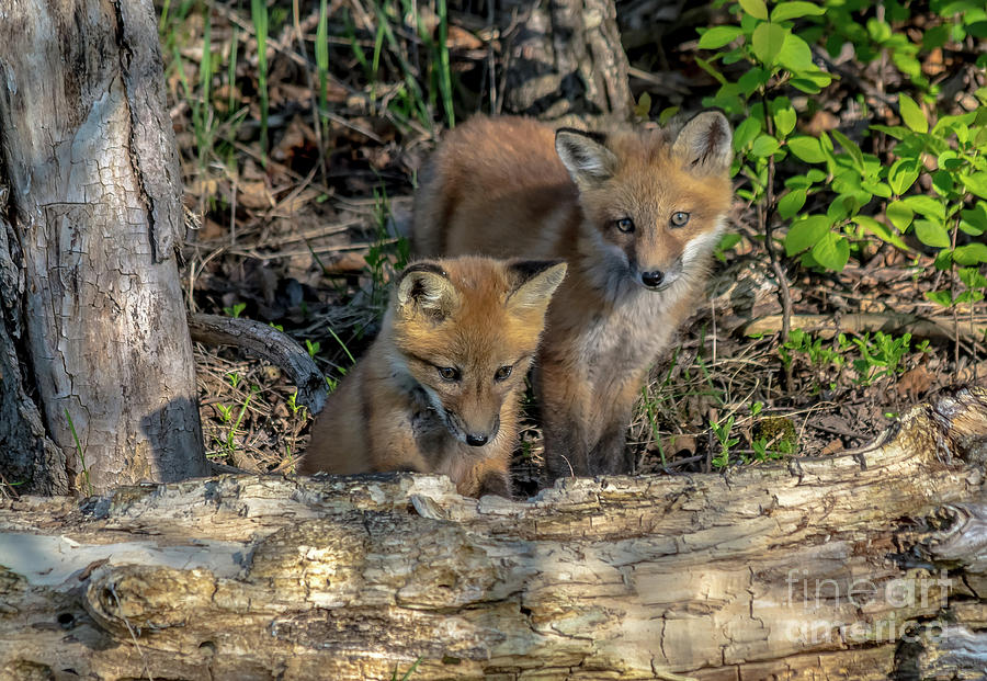 Curious Fox Kits Photograph by Cheryl Baxter