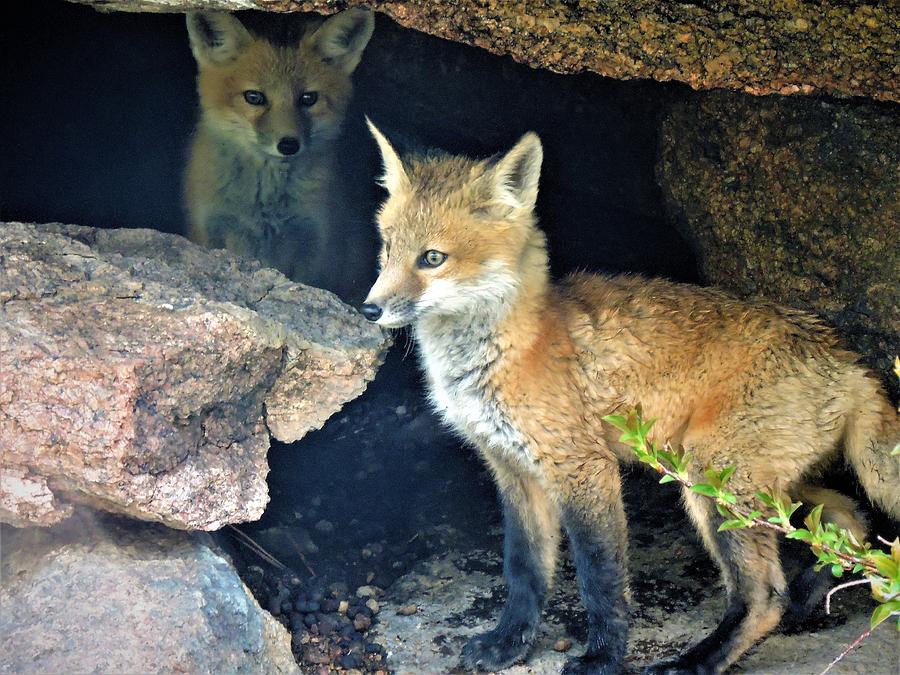 Curious Fox Kits Photograph by Nicole Belvill