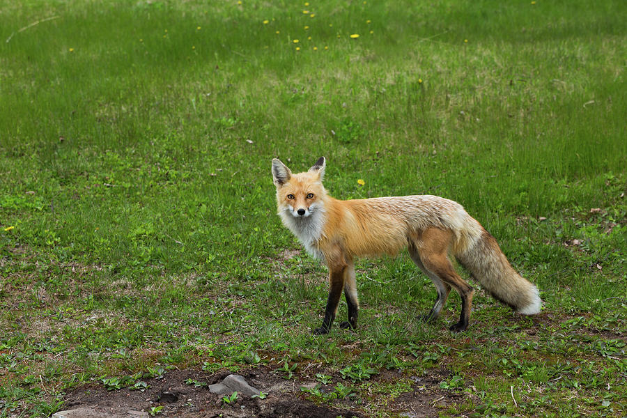 Curious Fox by Linda Ryma Curious Fox by Linda Ryma