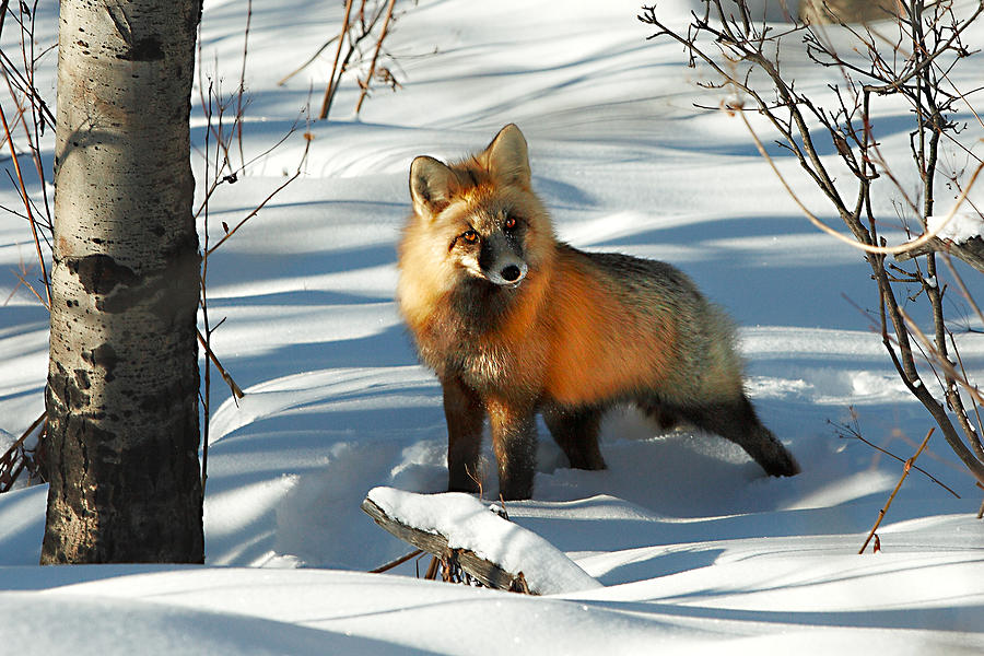 Glacier National Park Photograph - Curious Fox by Todd Klassy