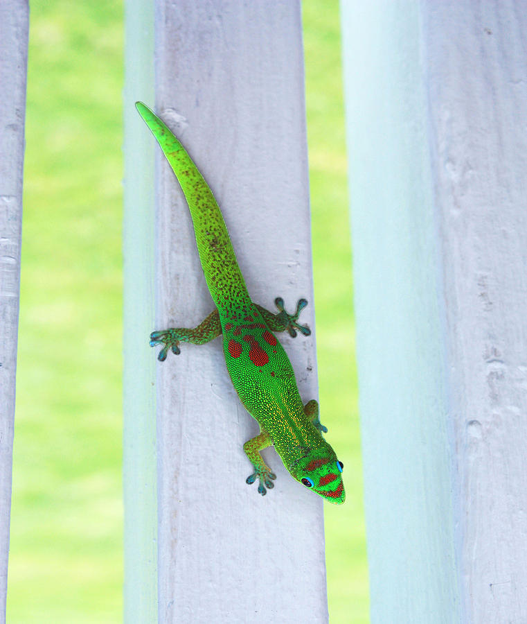 Curious Gecko Photograph by Karen Nicholson