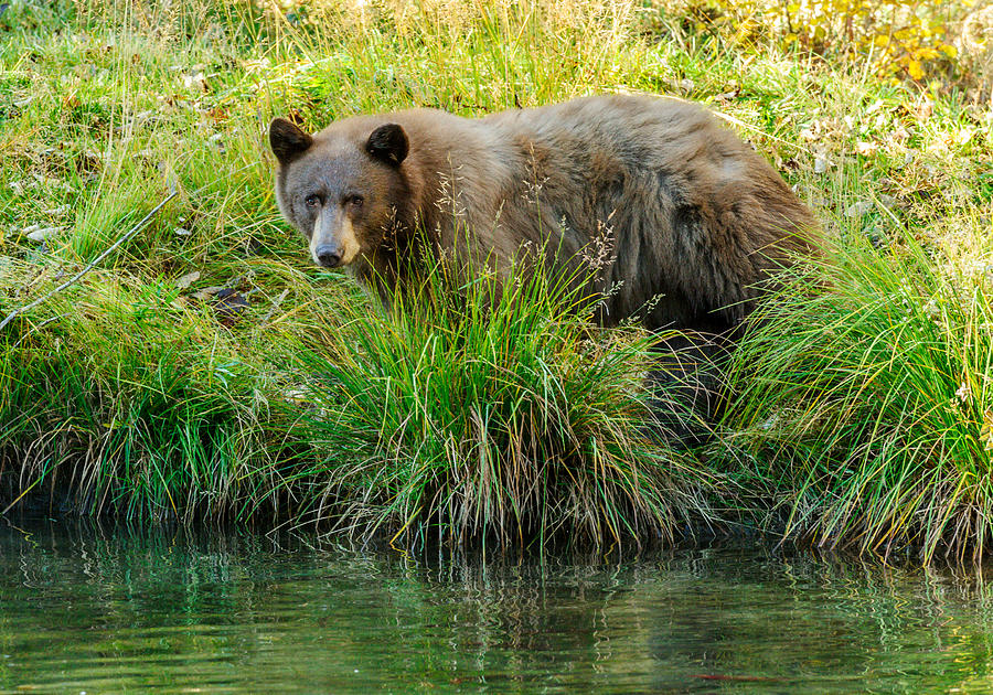 Bear Photograph - Curious George by Dennis Bolton